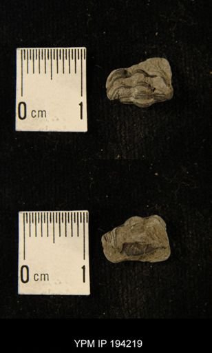 Phacops rana