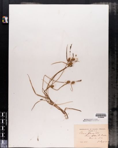Carex flava