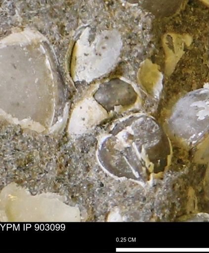Corbulamella sp.