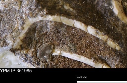 undet. Bivalvia