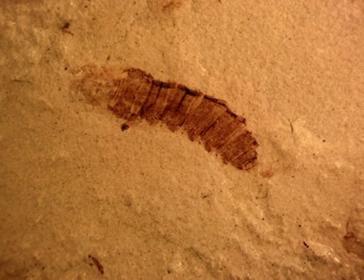 undet. Diptera