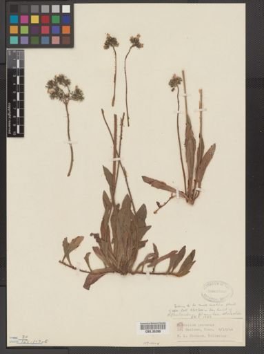 Hieracium pratense