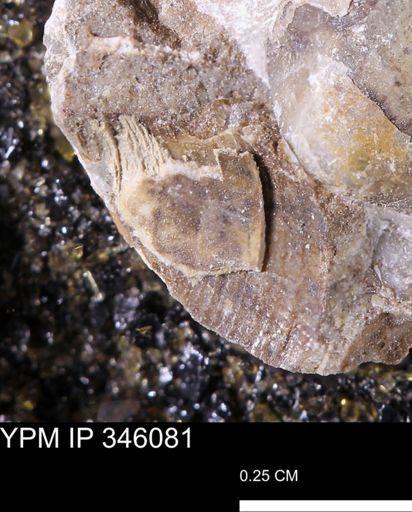 Limopsis striatopunctatus