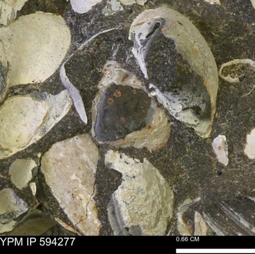 Protocardia sp.