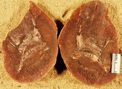 Calamites sp.