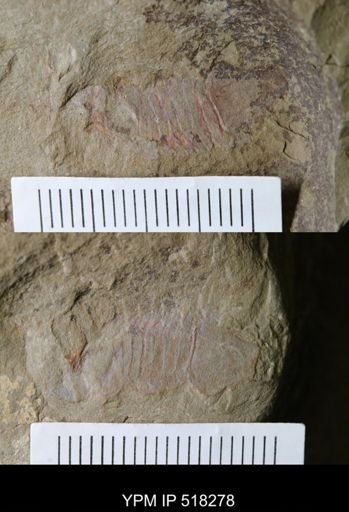 Thelxiope sp.