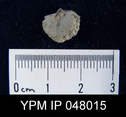 Schizoramma fissiplicata