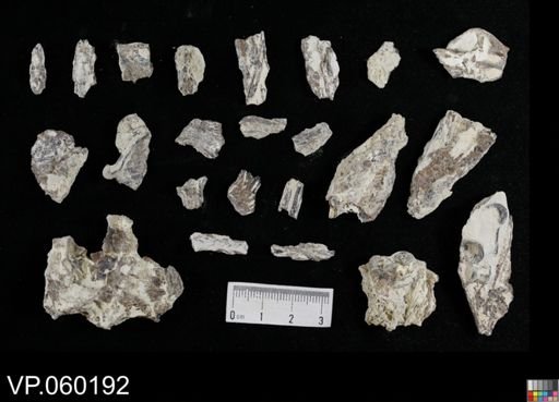undet. Pycnodontidae