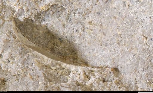 undet. Bivalvia