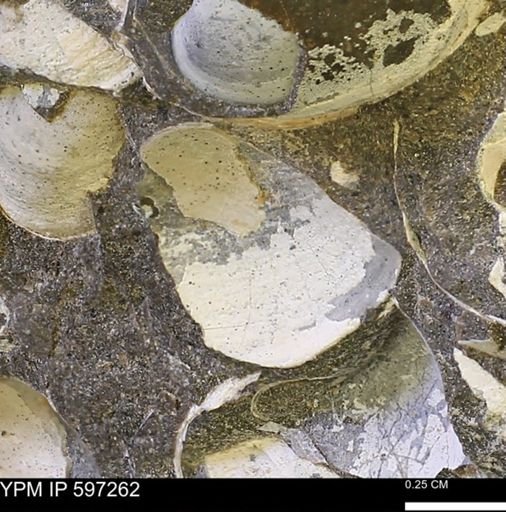 Limopsis striatopunctatus