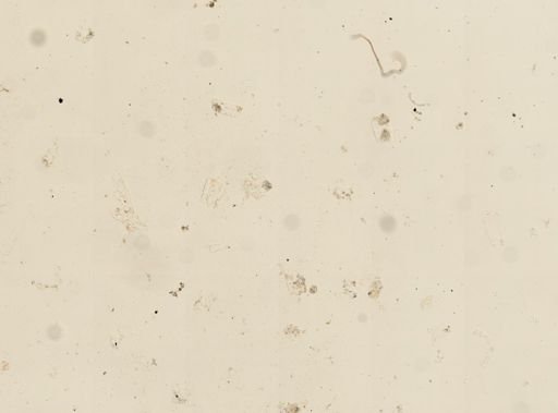 Holothuroidea