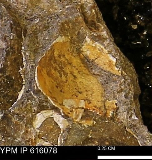 undet. Bivalvia
