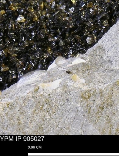 undet. Mollusca
