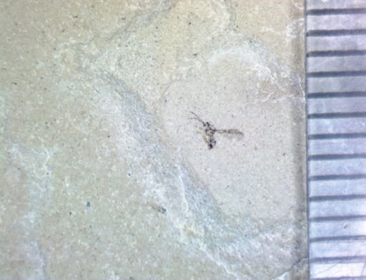 undet. Hymenoptera
