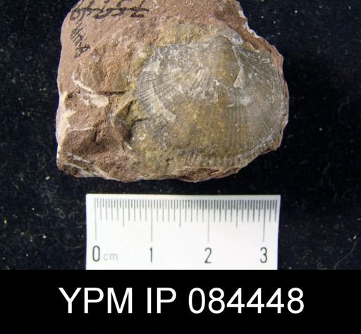 Orthostrophia dartae