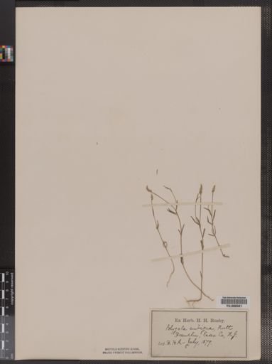 Polygala verticillata