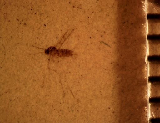 undet. Mycetophilidae