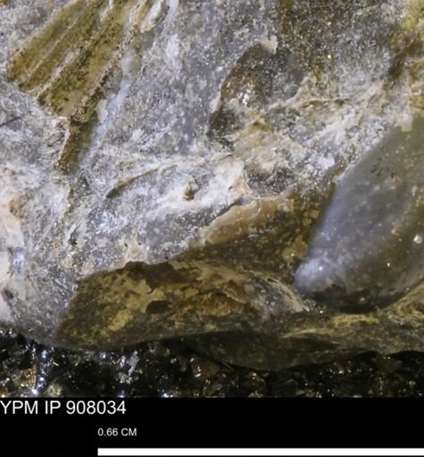 undet. Mollusca