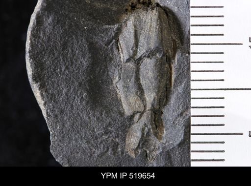 Lagynocystis pyramidalis