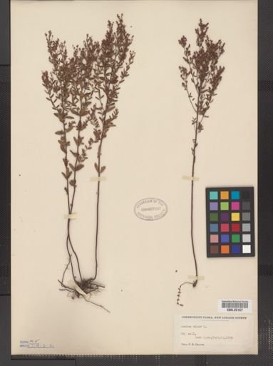 Lechea minor