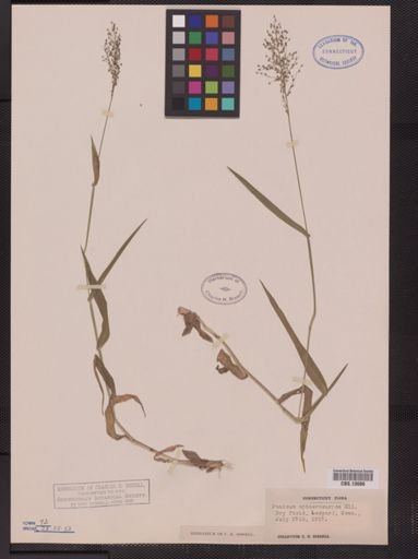 Panicum sphaerocarpon