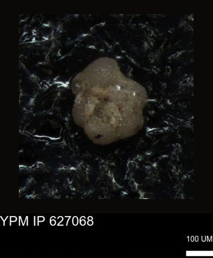 undet. Foraminiferida
