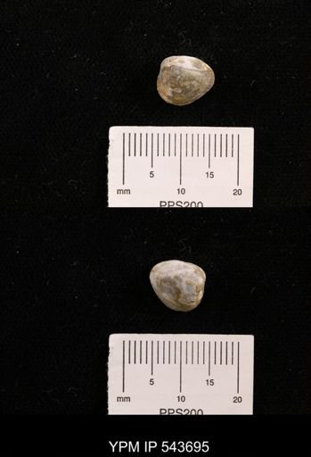 Protocardia sp.