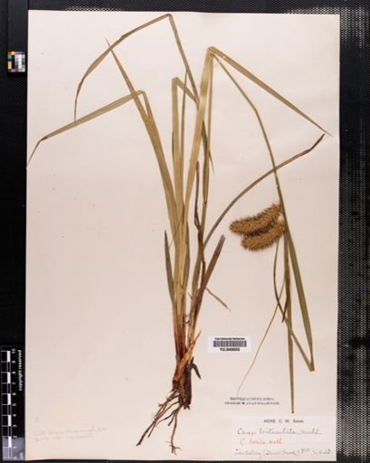 Carex lurida