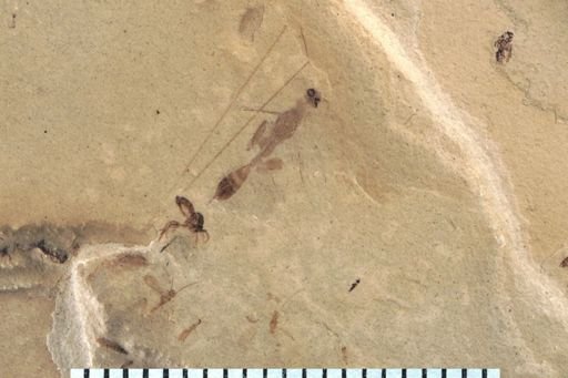 undet. Coleoptera