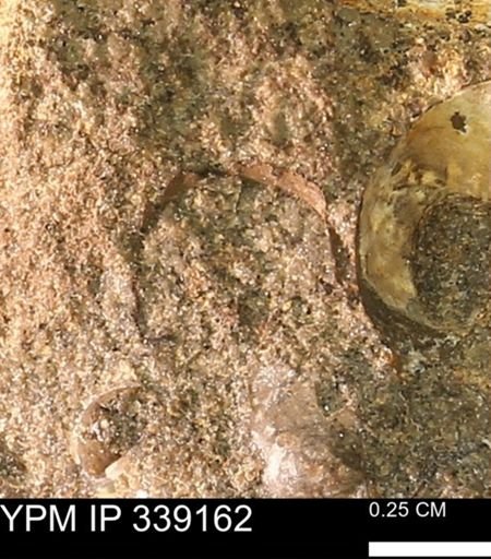 undet. Mollusca