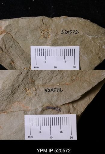 Chauvelicystis sp.