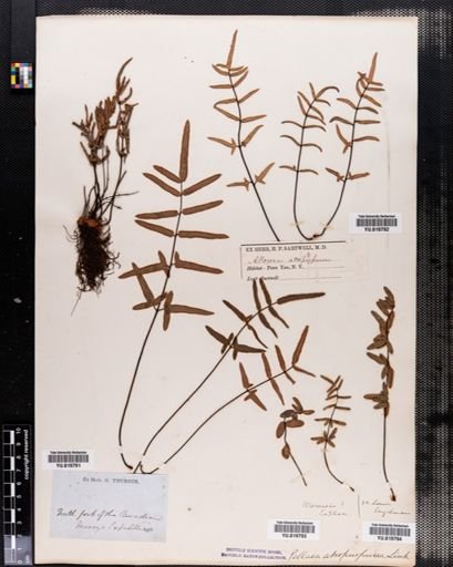 Pellaea atropurpurea