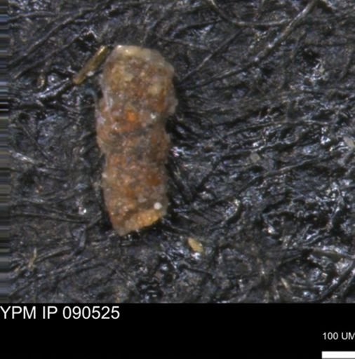 Verneuilinoides hectori