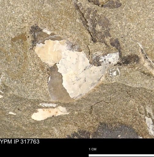 undet. Mollusca