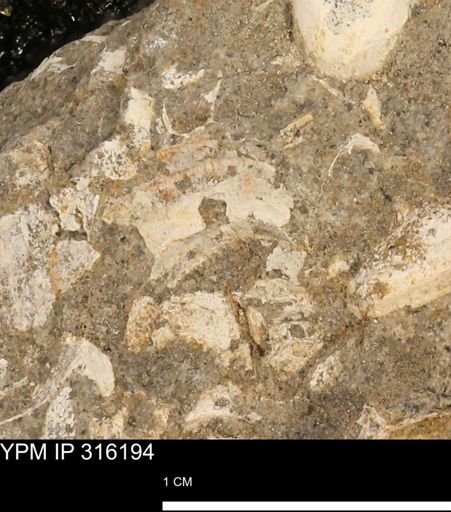 undet. Gastropoda