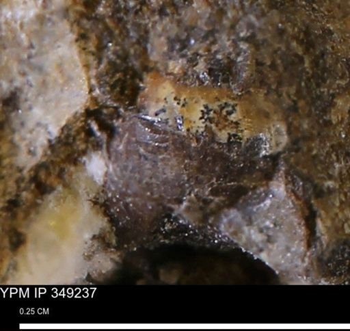 undet. Mollusca