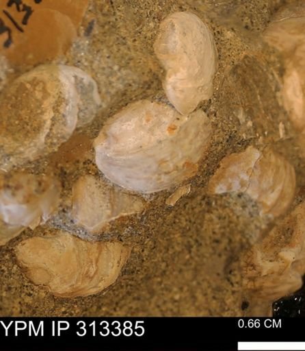 Corbicula sp.