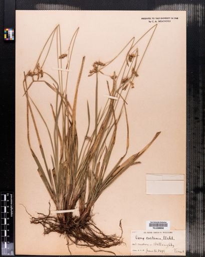Carex