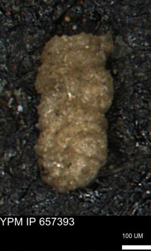 Ammobaculites euides