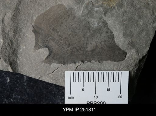 undet. Eurypterida