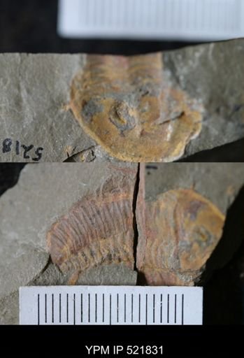 undet. Trilobita