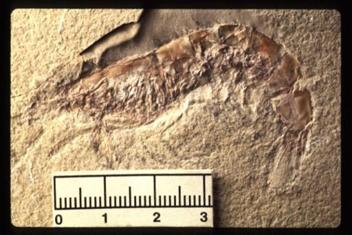 Udorella agassizi