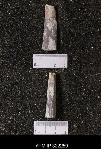 Baculites sp.