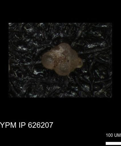 undet. Foraminiferida