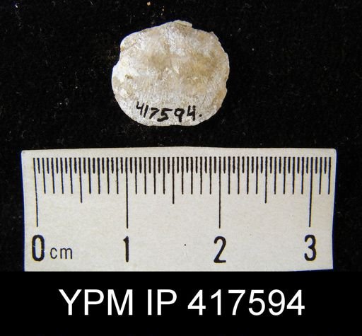undet. Dalmanelloidea