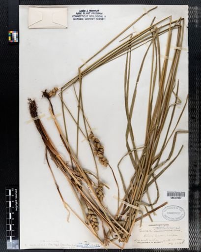 Carex albolutescens