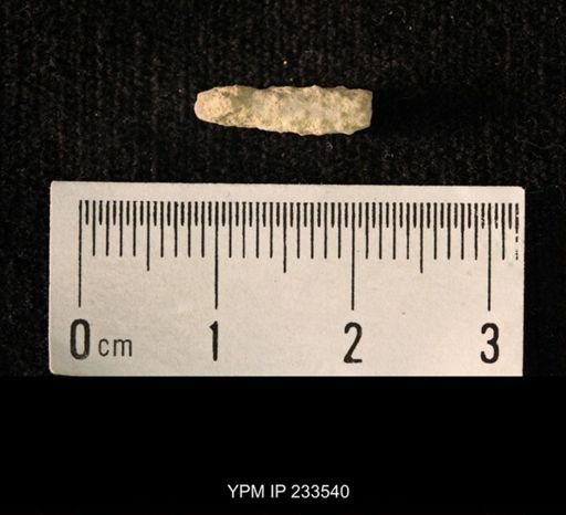 Archaeocidaris sp.