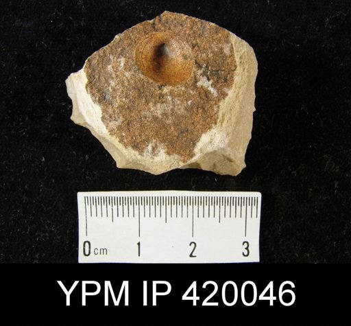 undet. Discinoidea