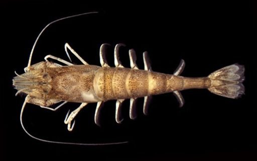 Crangon septemspinosus