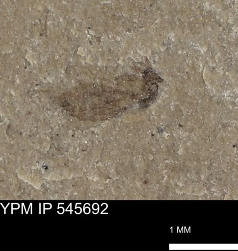 Diptera?